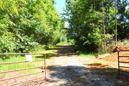 Hunting, Creeks, Marketable Timber, Tralls, Cabin Sites - image 8