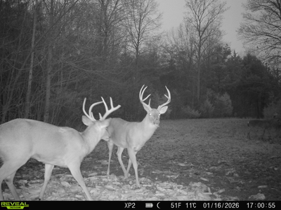 Hunting, Creeks, Marketable Timber, Tralls, Cabin Sites - image 42