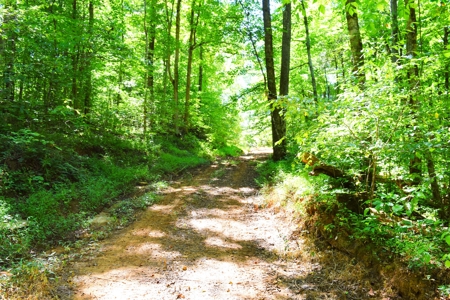 Hunting, Creeks, Marketable Timber, Tralls, Cabin Sites - image 4