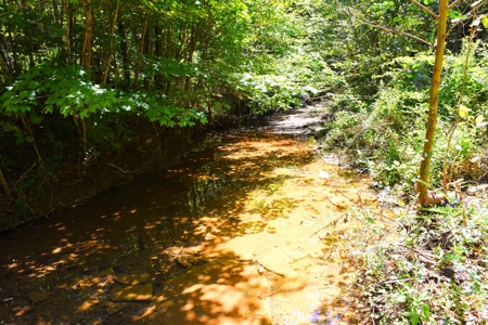 Hunting, Creeks, Marketable Timber, Tralls, Cabin Sites - image 15