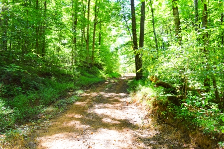 Hunting, Creeks, Marketable Timber, Tralls, Cabin Sites - image 5