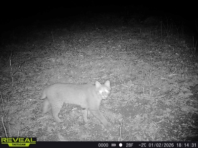 Hunting, Creeks, Marketable Timber, Tralls, Cabin Sites - image 37