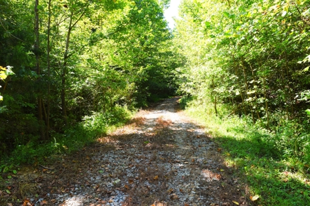 Hunting, Creeks, Marketable Timber, Tralls, Cabin Sites - image 13