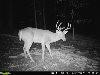 Hunting, Creeks, Marketable Timber, Tralls, Cabin Sites - image 40