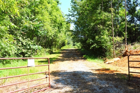 Hunting, Creeks, Marketable Timber, Tralls, Cabin Sites - image 12