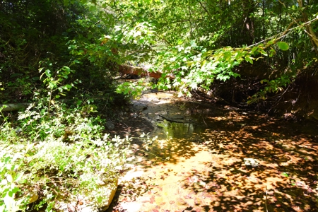 Hunting, Creeks, Marketable Timber, Tralls, Cabin Sites - image 12