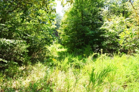 Hunting, Creeks, Marketable Timber, Tralls, Cabin Sites - image 27