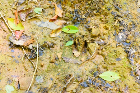 Hunting, Creeks, Marketable Timber, Tralls, Cabin Sites - image 35