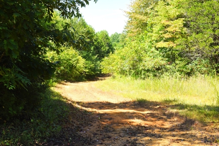 Hunting, Creeks, Marketable Timber, Tralls, Cabin Sites - image 29