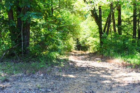 Hunting, Creeks, Marketable Timber, Tralls, Cabin Sites - image 30