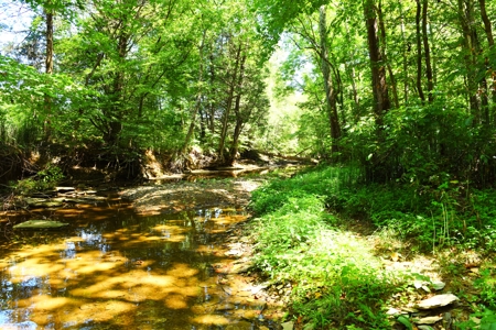 Hunting, Creeks, Marketable Timber, Tralls, Cabin Sites - image 3