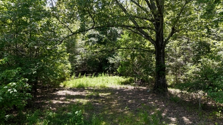 194 Acre Hunting, Homesite, and Pastureland for Sale - image 16