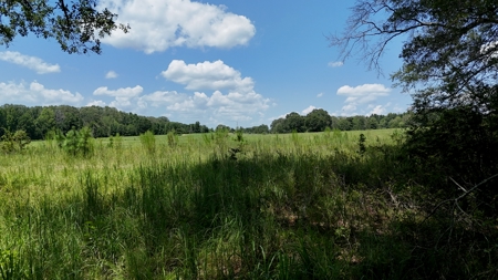 194 Acre Hunting, Homesite, and Pastureland for Sale - image 18