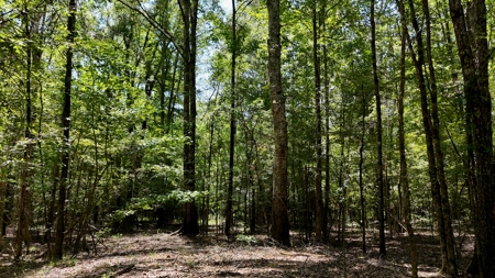 194 Acre Hunting, Homesite, and Pastureland for Sale - image 20