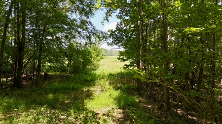 194 Acre Hunting, Homesite, and Pastureland for Sale - image 27