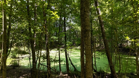194 Acre Hunting, Homesite, and Pastureland for Sale - image 29