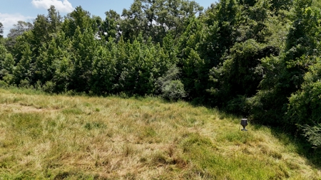 194 Acre Hunting, Homesite, and Pastureland for Sale - image 10