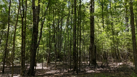 194 Acre Hunting, Homesite, and Pastureland for Sale - image 21