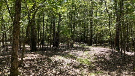 194 Acre Hunting, Homesite, and Pastureland for Sale - image 19