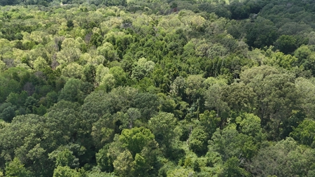 194 Acre Hunting, Homesite, and Pastureland for Sale - image 31