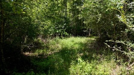194 Acre Hunting, Homesite, and Pastureland for Sale - image 30