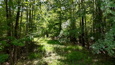 194 Acre Hunting, Homesite, and Pastureland for Sale - image 26