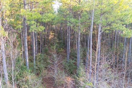 Deer Hunting Land Franklin County MS near Lake Okhissa - image 8