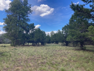 Land For Sale Log Hill, Ridgway, Colorado - image 5