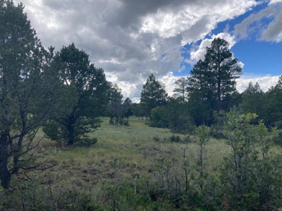 Land For Sale Log Hill, Ridgway, Colorado - image 11