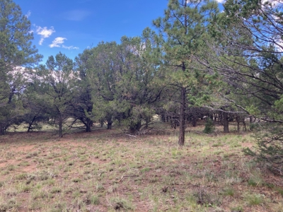 Land For Sale Log Hill, Ridgway, Colorado - image 6