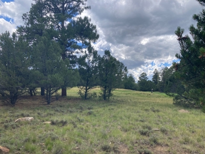 Land For Sale Log Hill, Ridgway, Colorado - image 13