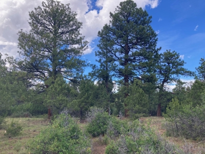 Land For Sale Log Hill, Ridgway, Colorado - image 12