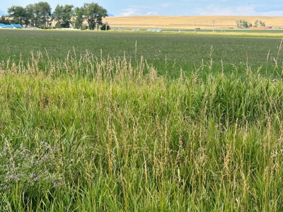 151+/- Irrigated Acres in prime Montana Big Sky Country! - image 15
