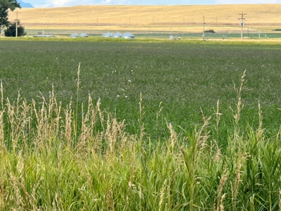 151+/- Irrigated Acres in prime Montana Big Sky Country! - image 16