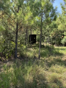 396 Acres South MS Timberland for Sale Amite County, MS - image 17