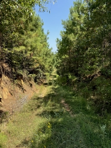396 Acres South MS Timberland for Sale Amite County, MS - image 14