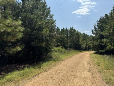 396 Acres South MS Timberland for Sale Amite County, MS - image 9