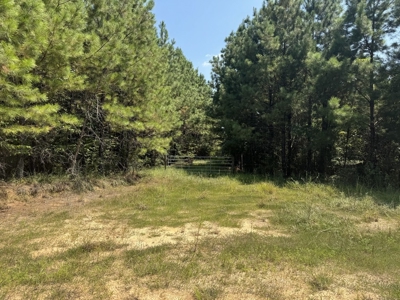 396 Acres South MS Timberland for Sale Amite County, MS - image 5