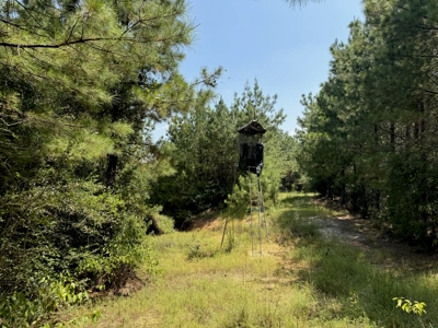 396 Acres South MS Timberland for Sale Amite County, MS - image 8