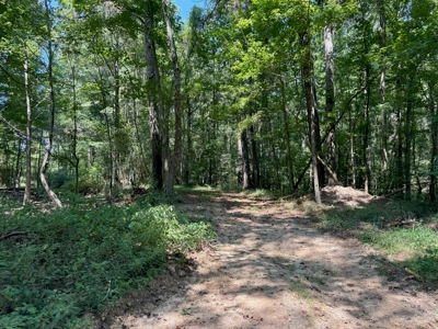 396 Acres South MS Timberland for Sale Amite County, MS - image 24