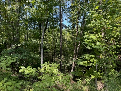 396 Acres South MS Timberland for Sale Amite County, MS - image 21