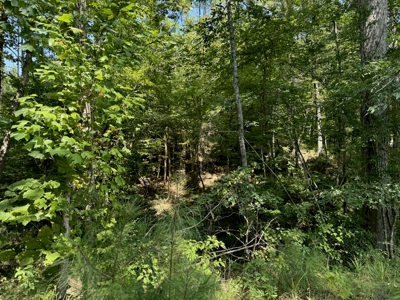 396 Acres South MS Timberland for Sale Amite County, MS - image 20