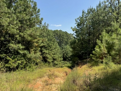 396 Acres South MS Timberland for Sale Amite County, MS - image 6