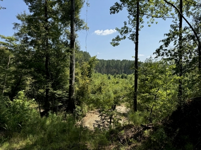396 Acres South MS Timberland for Sale Amite County, MS - image 19