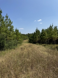 396 Acres South MS Timberland for Sale Amite County, MS - image 18