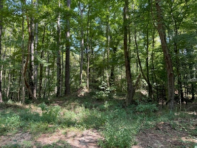 396 Acres South MS Timberland for Sale Amite County, MS - image 25