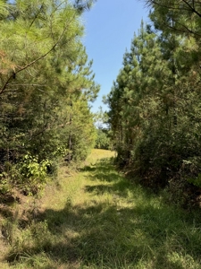 396 Acres South MS Timberland for Sale Amite County, MS - image 15