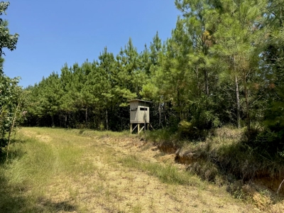 396 Acres South MS Timberland for Sale Amite County, MS - image 2
