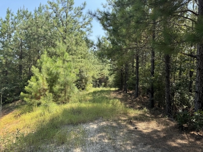 396 Acres South MS Timberland for Sale Amite County, MS - image 7