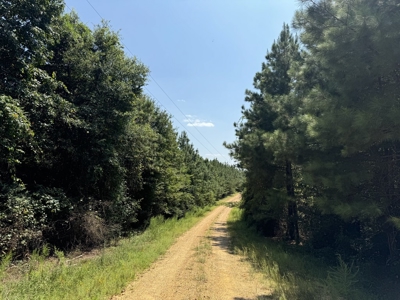 396 Acres South MS Timberland for Sale Amite County, MS - image 4